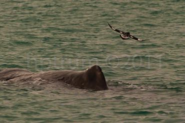 KaikouraWhaleWatch-7518