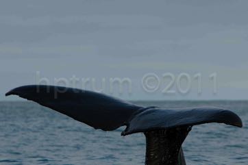 KaikouraWhaleWatch-7545