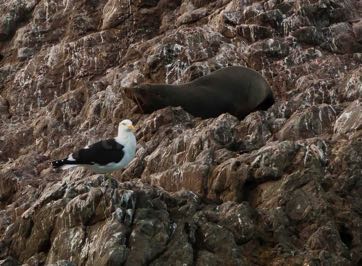 KaikouraWhaleWatch-7682